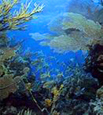 molasses reef